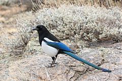 Black-billed Magpie